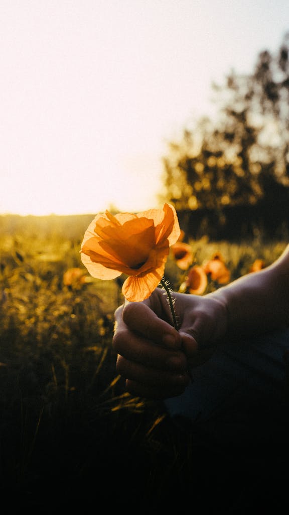 A serene moment with a hand holding a vibrant orange poppy against a sunset-lit field in Rabat, Morocco.